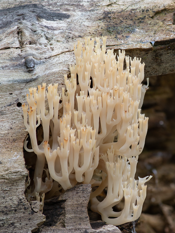 Artomyces pyxidatus